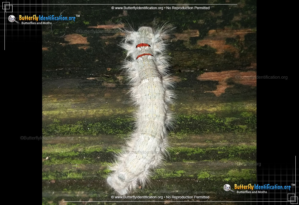 Full-sized caterpillar image of the American Lappet Moth