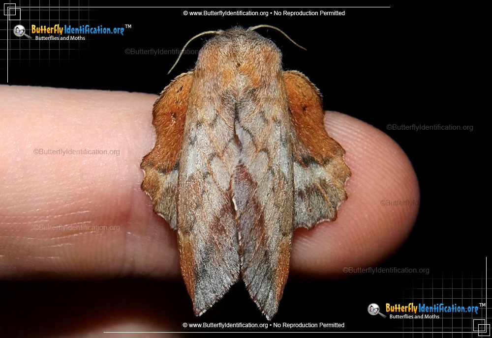 Full-sized image #1 of the American Lappet Moth