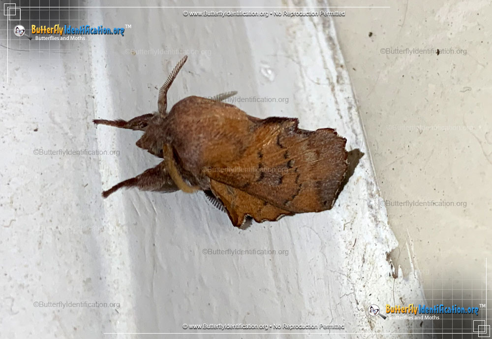 Full-sized image #2 of the American Lappet Moth