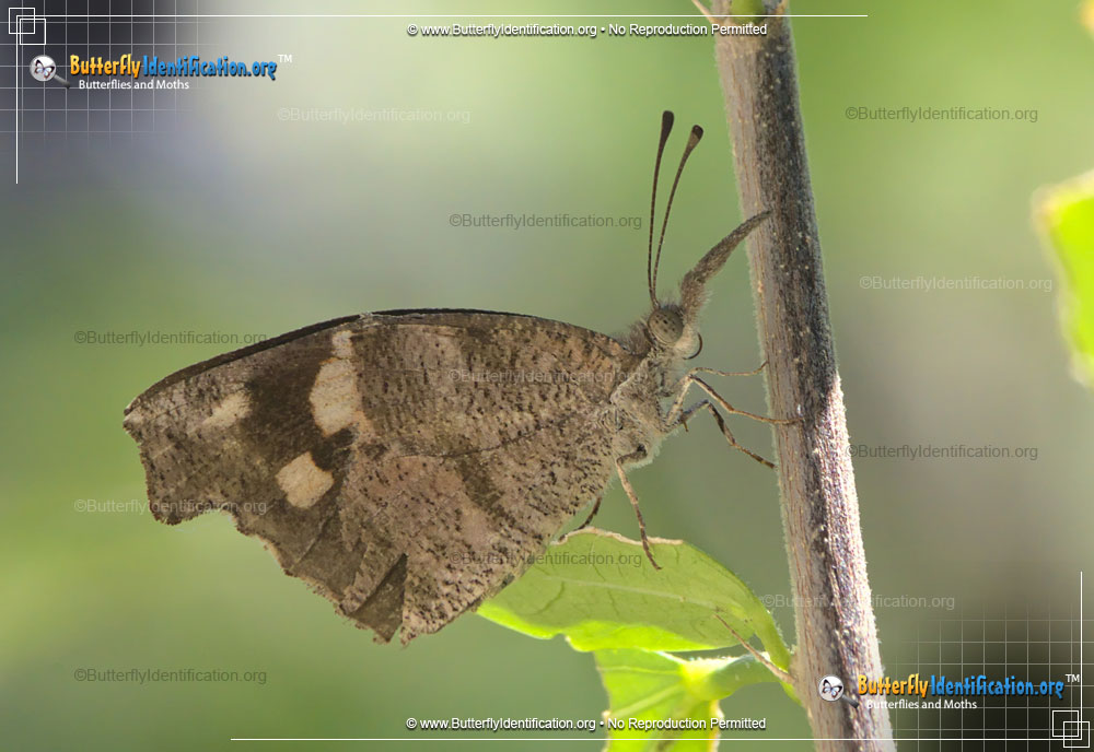 Full-sized image #2 of the American Snout Butterfly