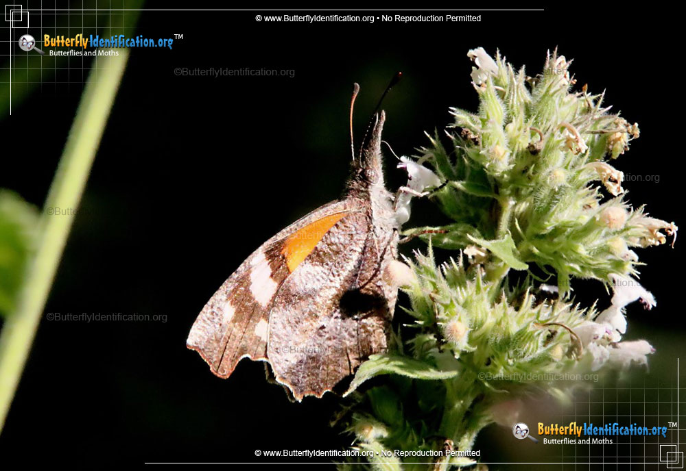 Full-sized image #5 of the American Snout Butterfly