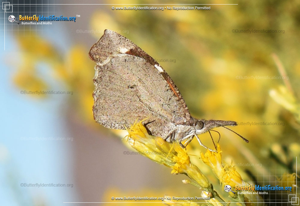 Full-sized image #6 of the American Snout Butterfly