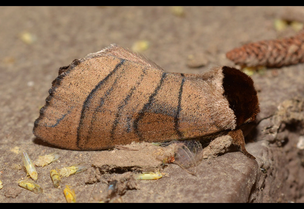 Full-sized image #1 of the Angus' Datana Moth