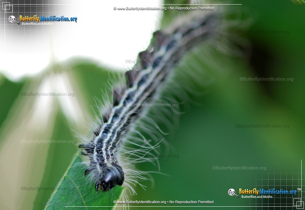 Full-sized image #2 of the Angus' Datana Moth