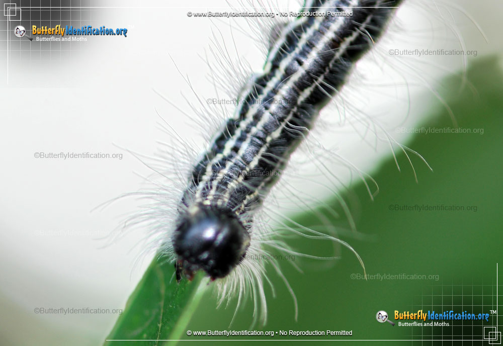Full-sized caterpillar image of the Angus' Datana Moth