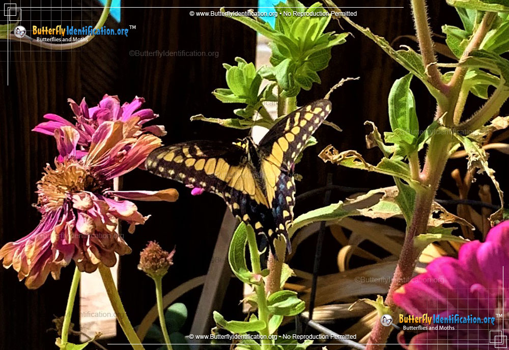Full-sized image #4 of the Anise Swallowtail Butterfly
