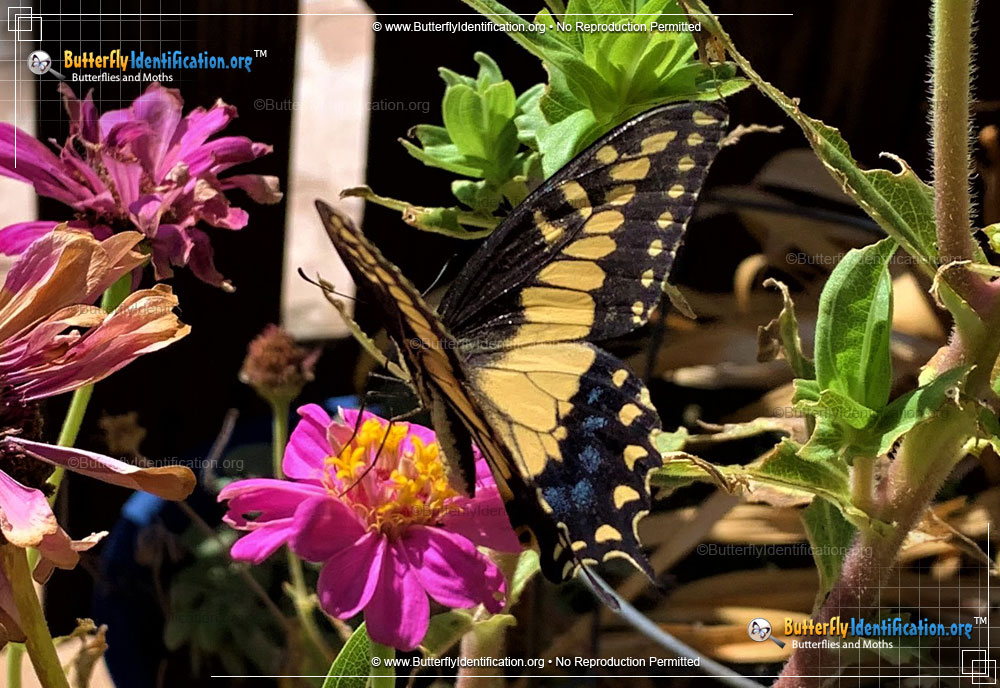 Full-sized image #6 of the Anise Swallowtail Butterfly