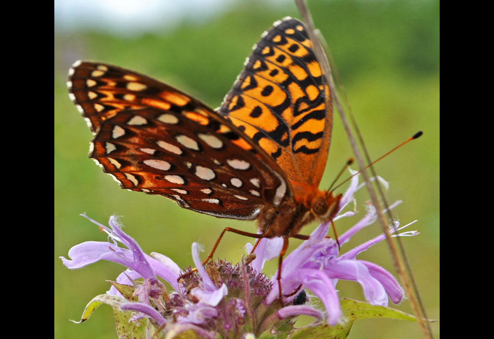 Full-sized image #1 of the Aphrodite Fritillary Butterfly