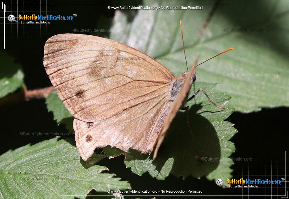 Full-sized image #1 of the Appalachian Brown Butterfly