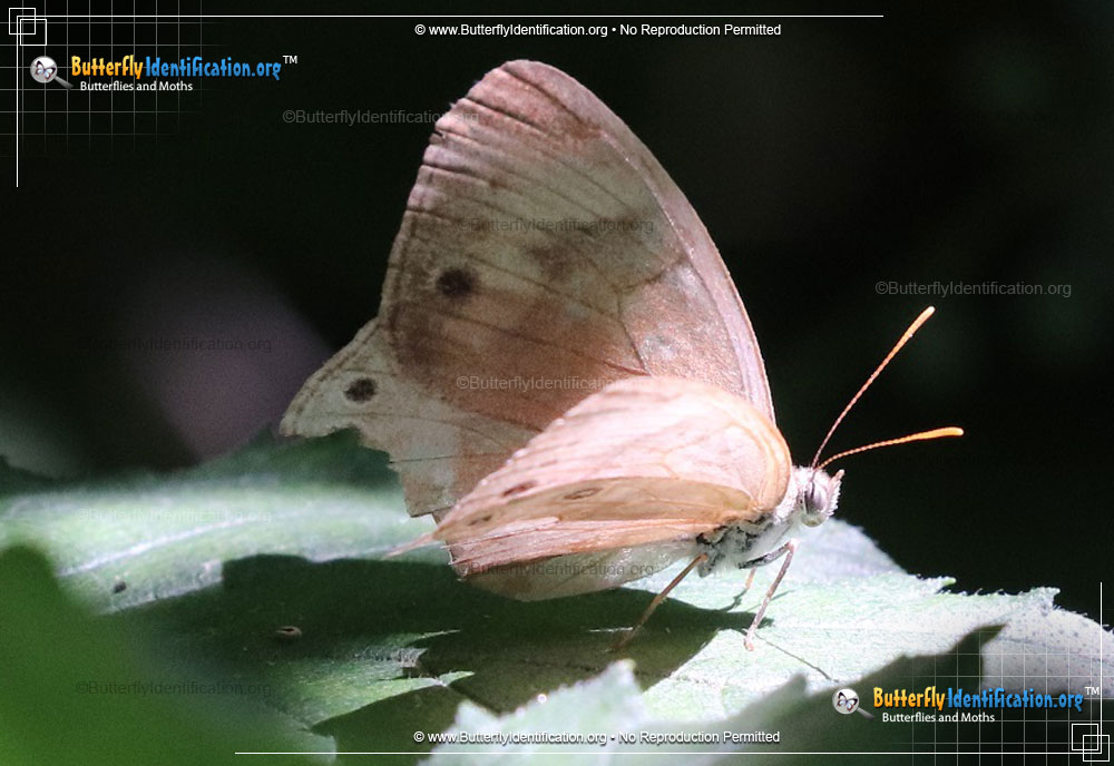 Full-sized image #2 of the Appalachian Brown Butterfly