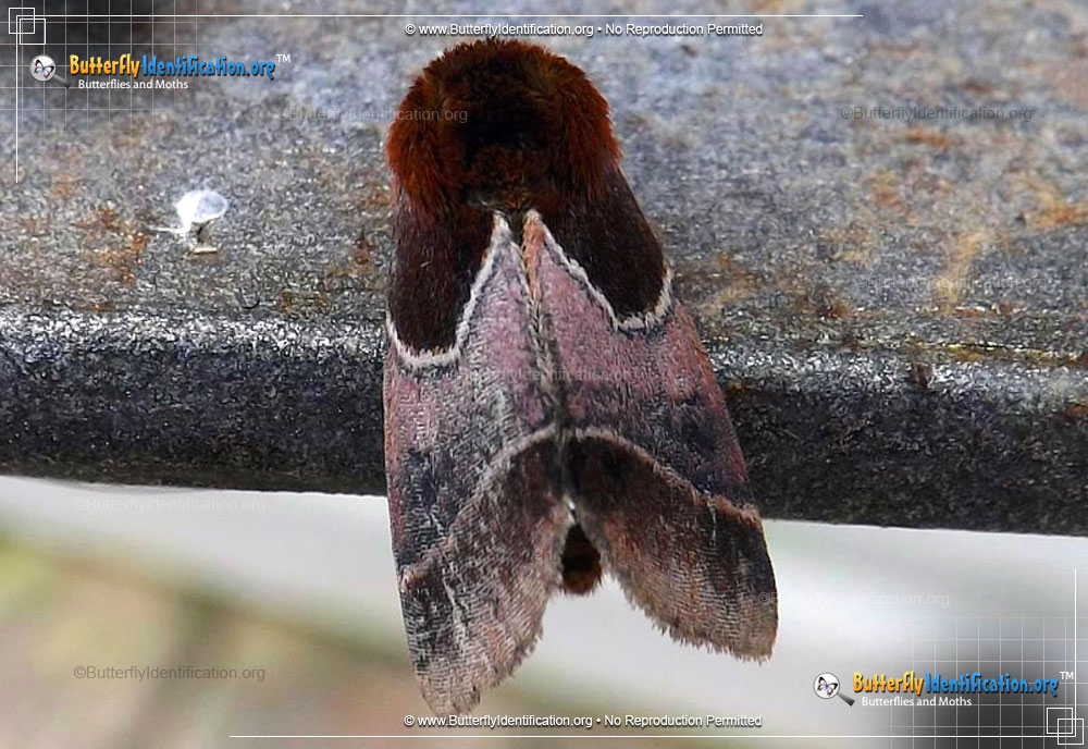 Full-sized image #1 of the Arcigera Flower Moth
