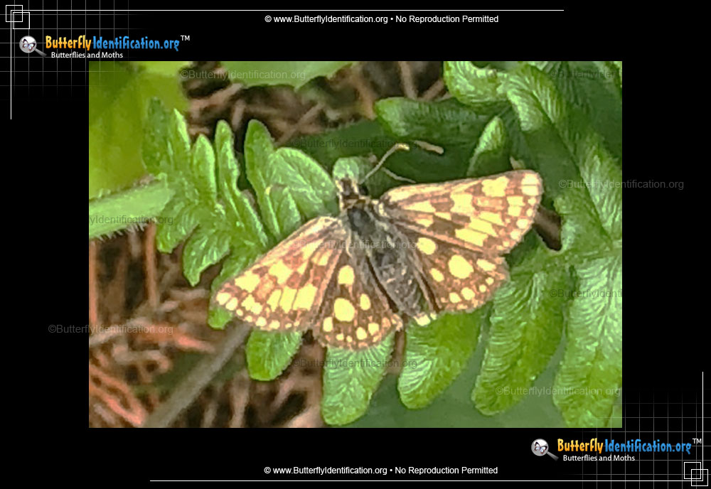 Full-sized image #1 of the Arctic Skipper