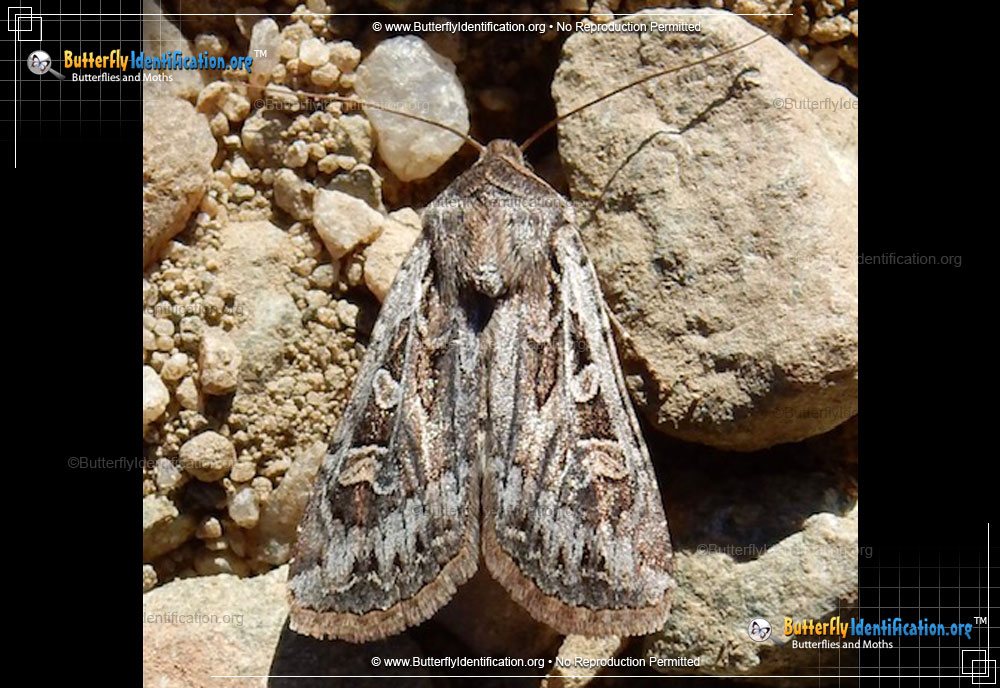 Full-sized image #1 of the Army Cutworm Moth