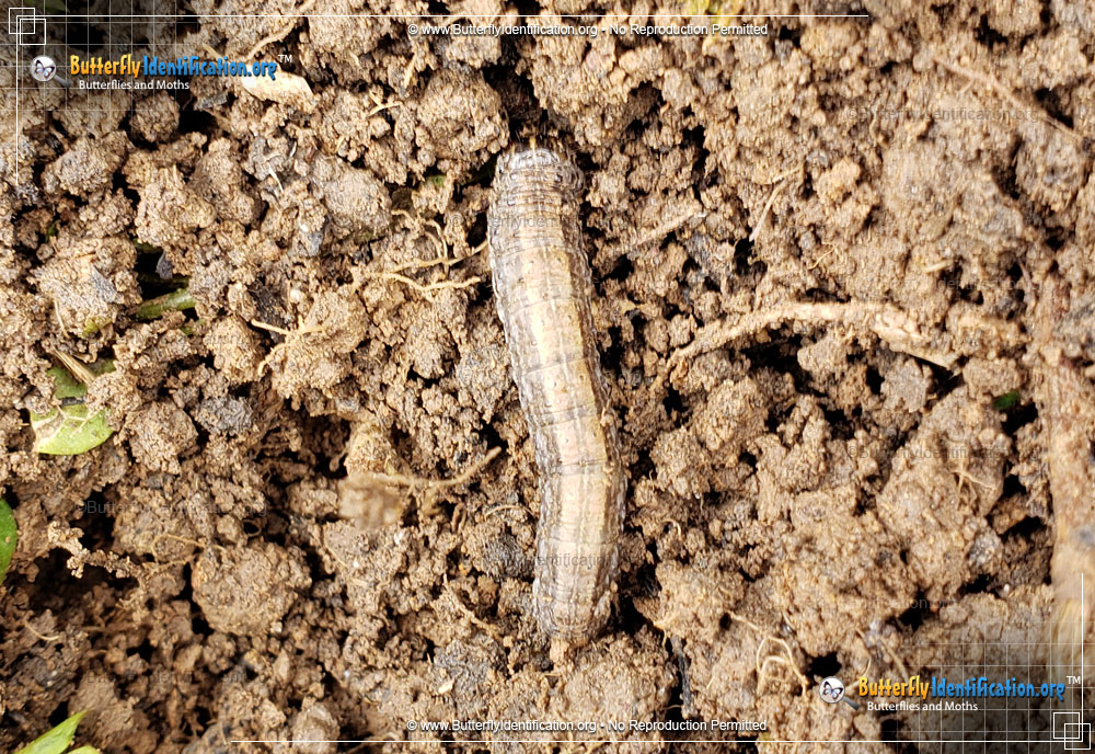 Full-sized image #2 of the Army Cutworm Moth