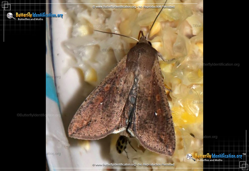 Full-sized image #1 of the Armyworm Moth