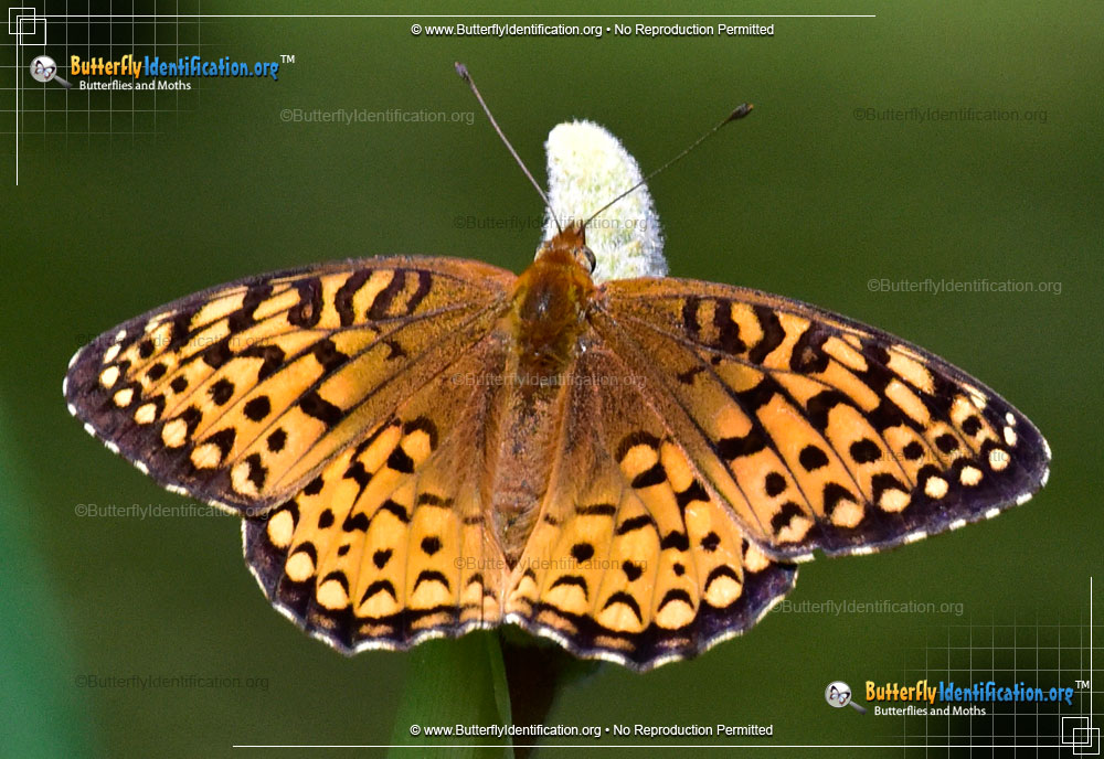 Full-sized image #1 of the Atlantis Fritillary Butterfly