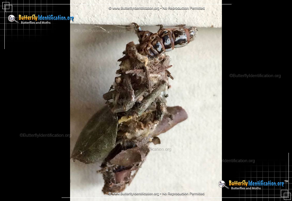 Full-sized image #1 of the Bagworm Moth