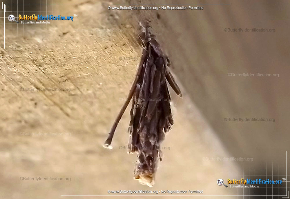 Full-sized image #3 of the Bagworm Moth
