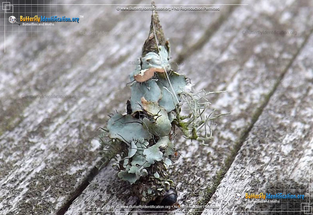 Full-sized image #4 of the Bagworm Moth