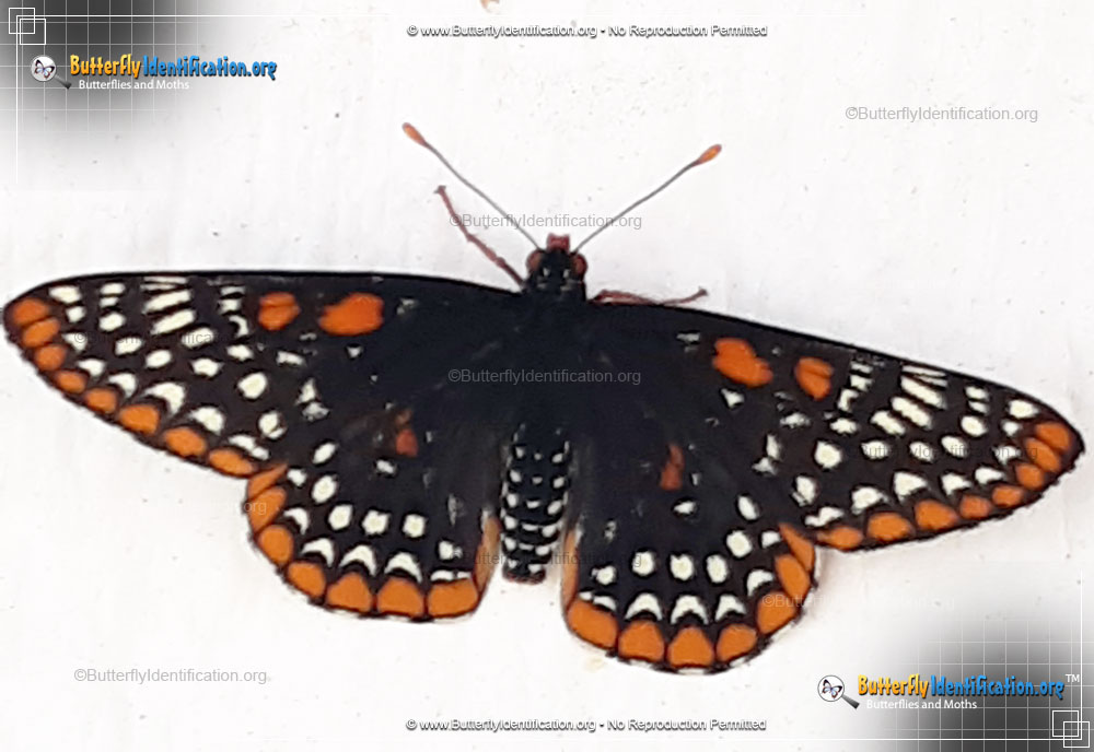 Full-sized image #1 of the Baltimore Checkerspot