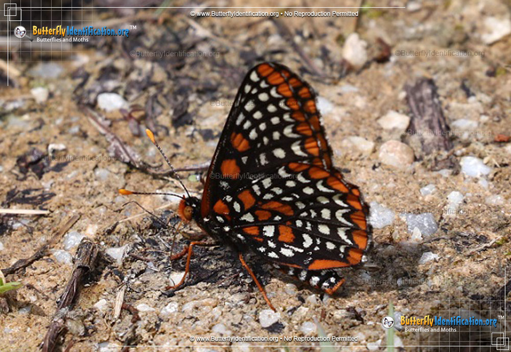 Full-sized image #2 of the Baltimore Checkerspot