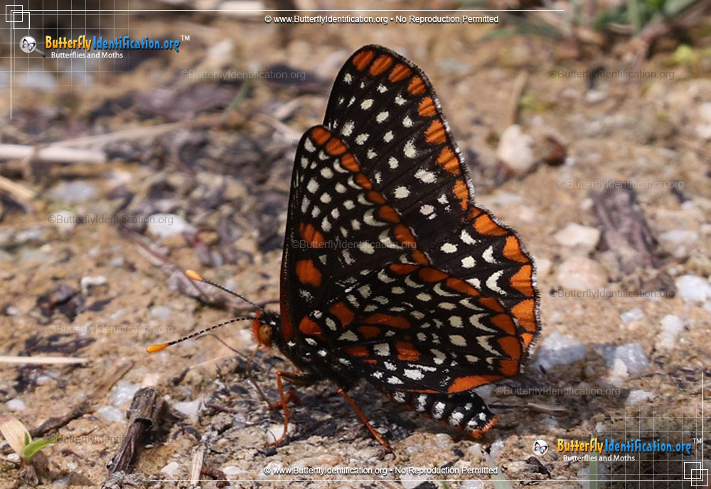 Full-sized image #3 of the Baltimore Checkerspot