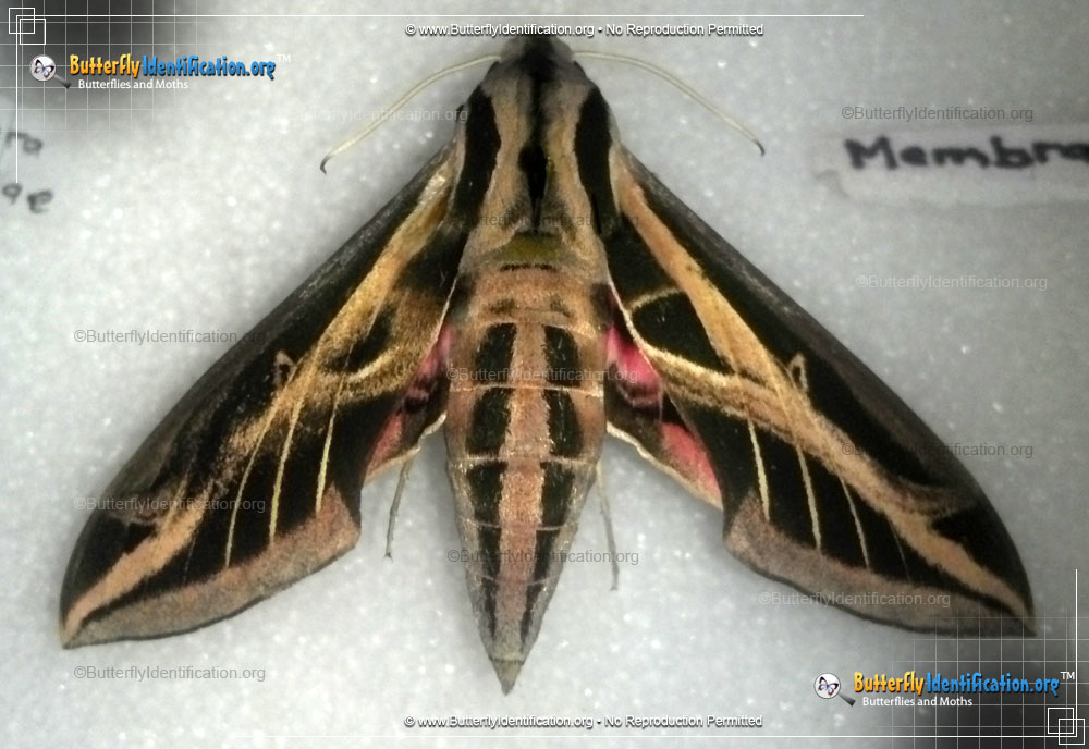Full-sized image #2 of the Banded Sphinx