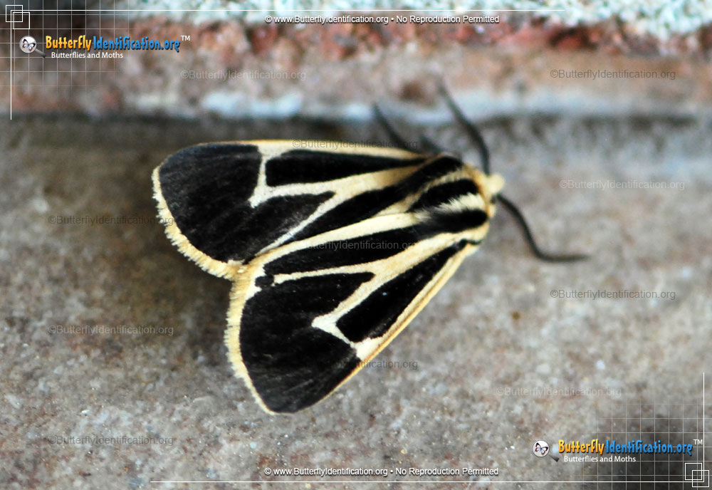 Full-sized image #1 of the Banded Tiger Moth