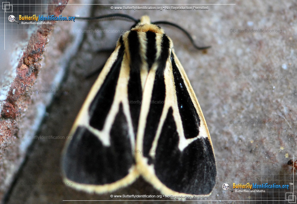 Full-sized image #3 of the Banded Tiger Moth
