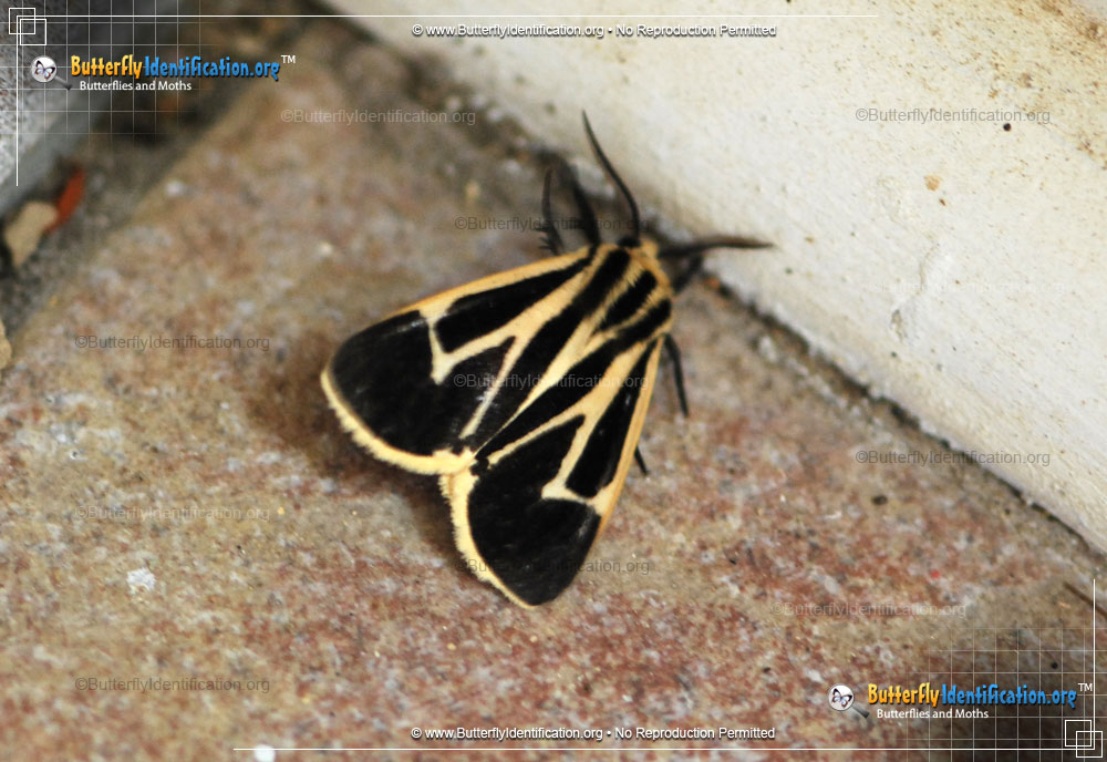 Full-sized image #4 of the Banded Tiger Moth