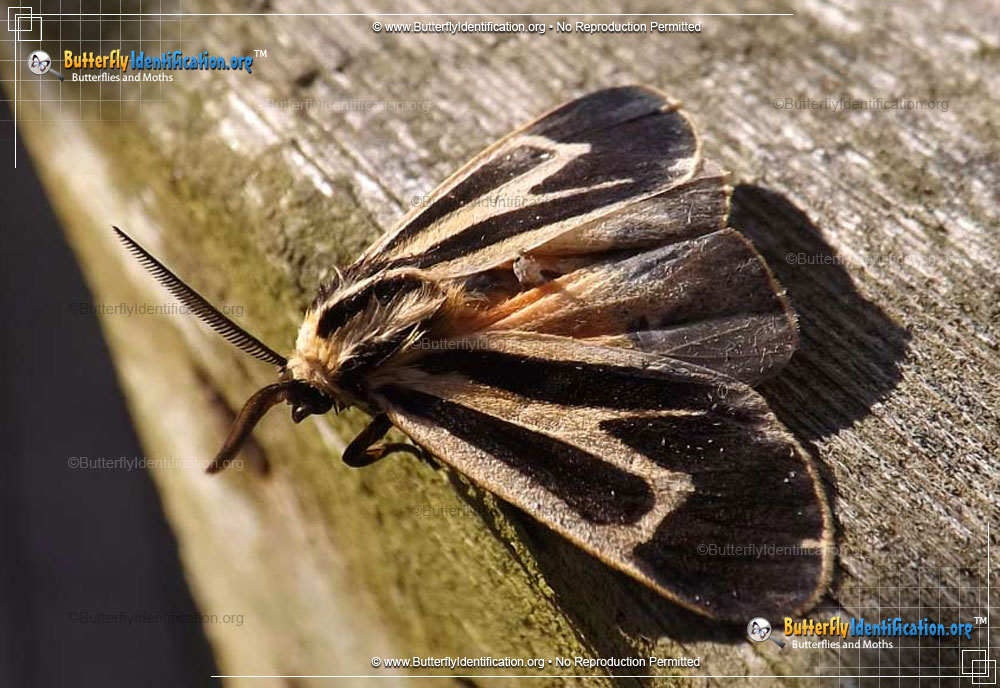 Full-sized image #5 of the Banded Tiger Moth