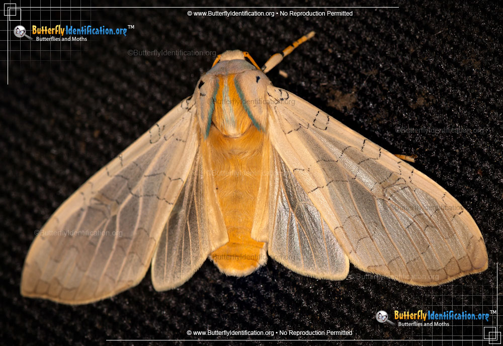 Full-sized image #1 of the Banded Tussock Moth