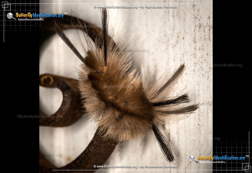 Full-sized image #3 of the Banded Tussock Moth