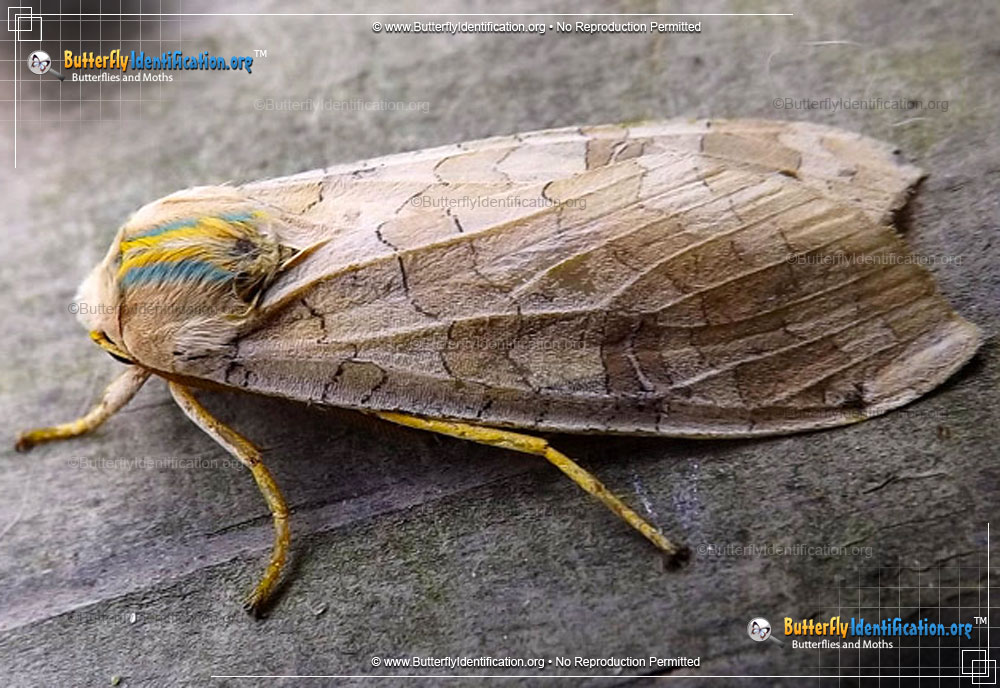Full-sized image #2 of the Banded Tussock Moth
