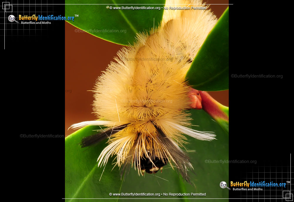 Full-sized image #4 of the Banded Tussock Moth