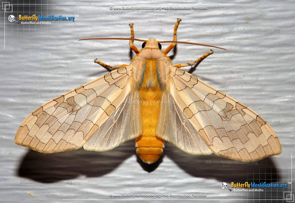 Full-sized image #5 of the Banded Tussock Moth