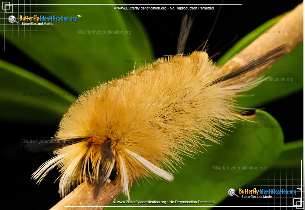 Full-sized caterpillar image of the Banded Tussock Moth