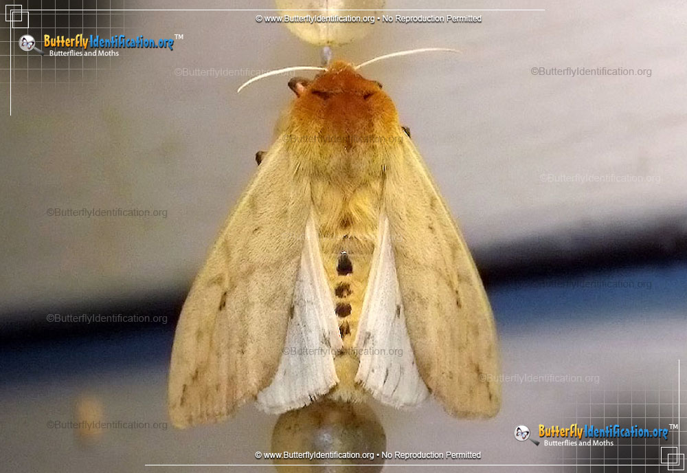 Full-sized image #3 of the Banded Woollybear Caterpillar Moth