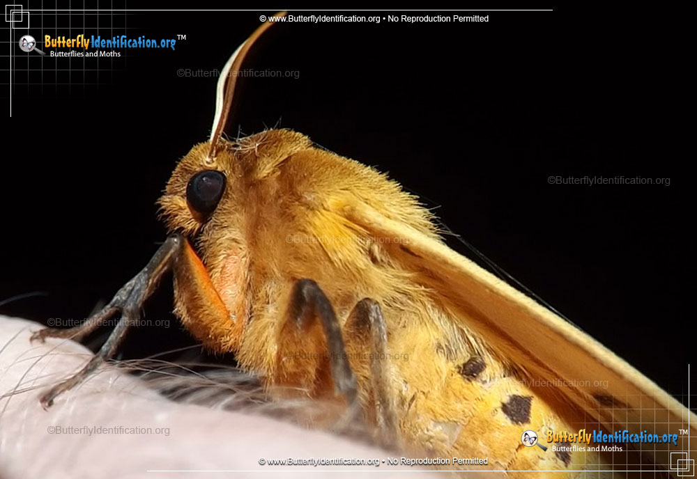 Full-sized image #4 of the Banded Woollybear Caterpillar Moth
