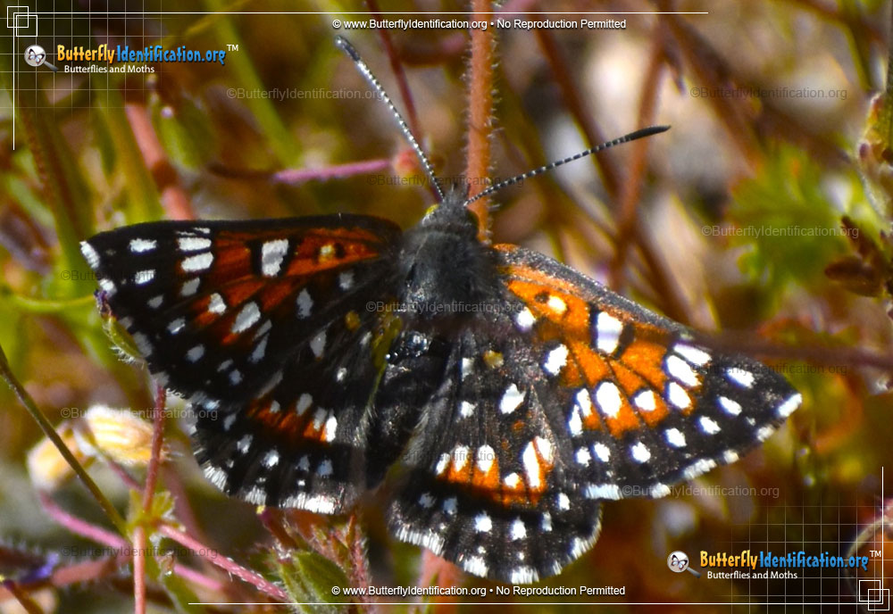 Full-sized image #1 of the Behr's Metalmark Butterfly