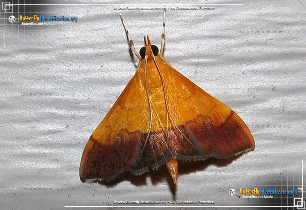 Full-sized image #1 of the Bicolored Pyrausta