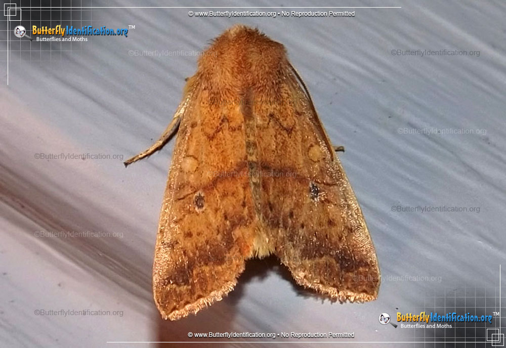 Full-sized image #1 of the Bicolored Sallow