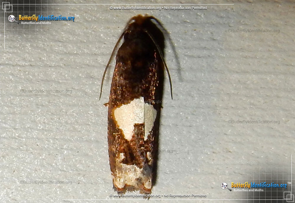 Full-sized image #1 of the Bidens Borer Moth