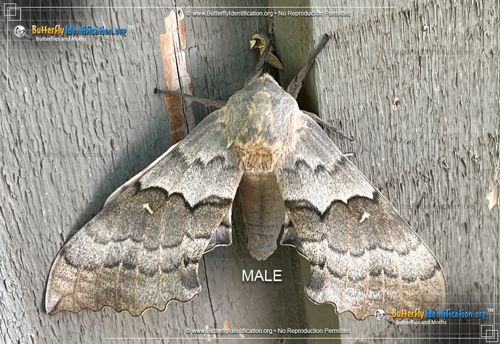 Full-sized image #2 of the Big Poplar Sphinx Moth