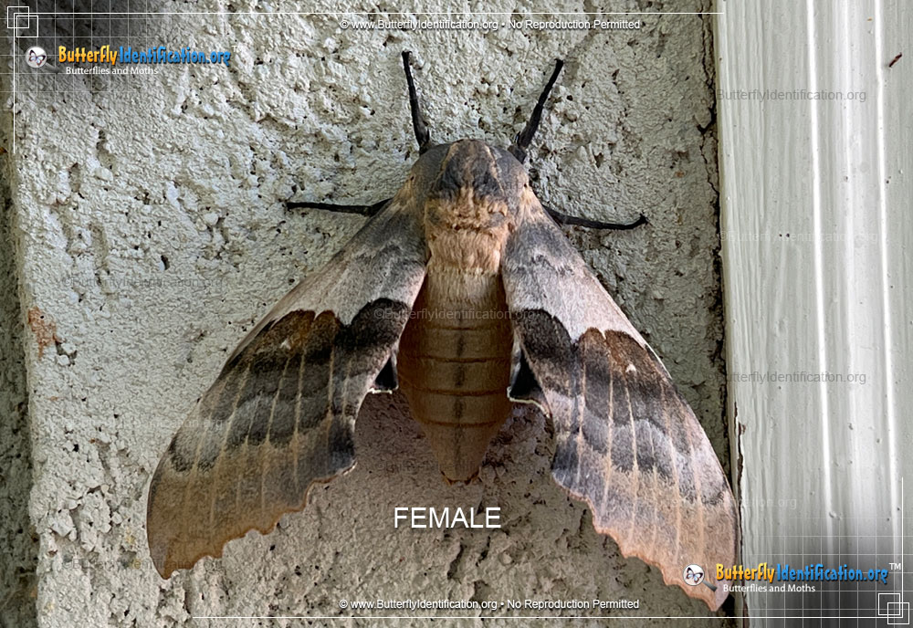 Full-sized image #1 of the Big Poplar Sphinx Moth