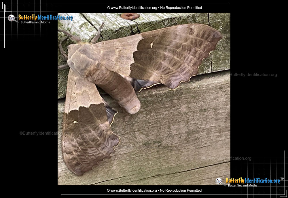 Full-sized image #5 of the Big Poplar Sphinx Moth