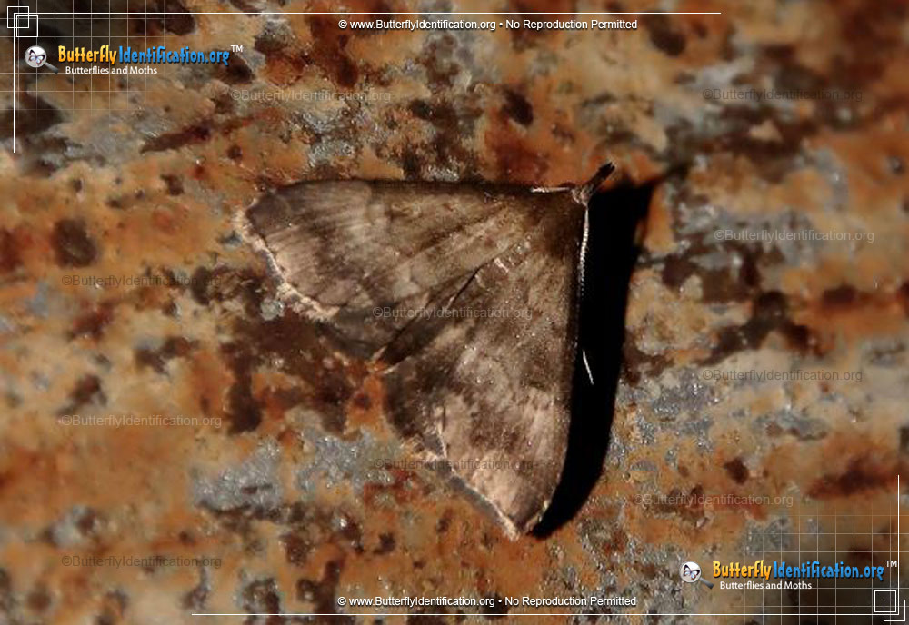 Full-sized image #2 of the Black-banded Owlet Moth