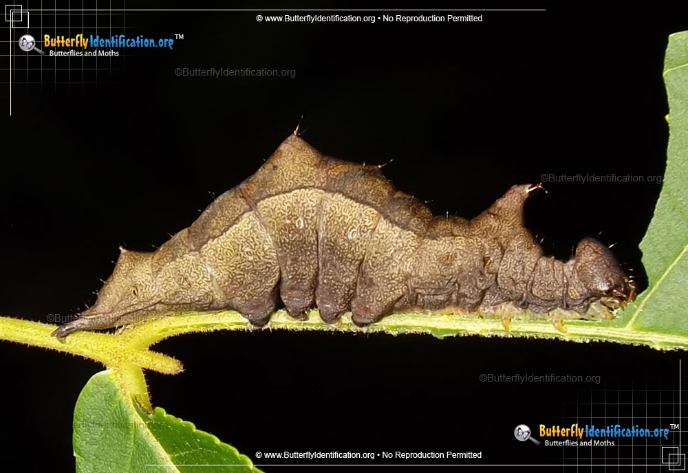Full-sized caterpillar image of the Black-blotched Prominent Moth