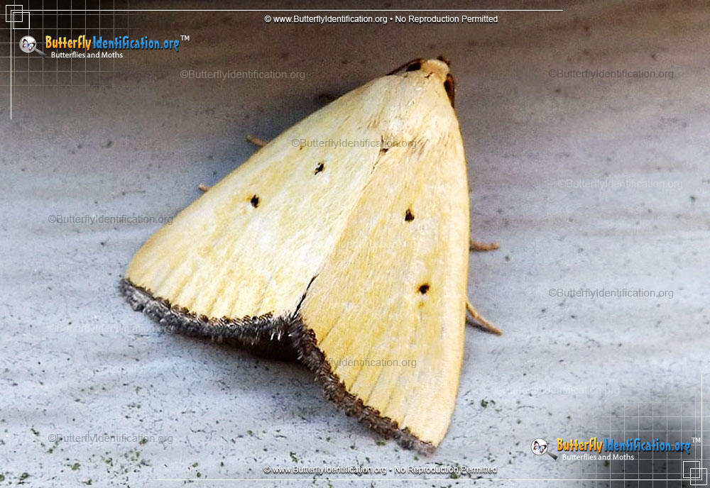 Full-sized image #1 of the Black-bordered Lemon Moth