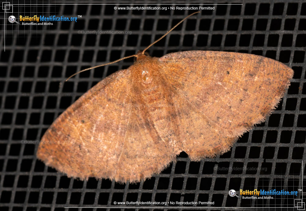 Full-sized image #1 of the Black-dotted Ruddy Moth